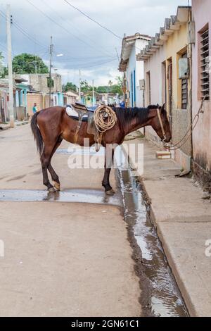 Pferd auf einer Straße in Remedios, Kuba Stockfoto