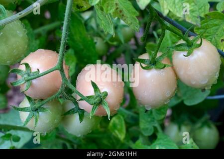 Issaquah, Washington, USA. Thai Rosa Tomatenpflanze Stockfoto