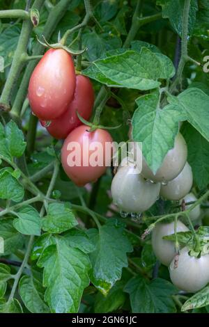 Issaquah, Washington, USA. Thai Rosa Tomatenpflanze Stockfoto