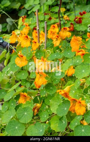 Issaquah, Washington, USA. Kapuzinerkresse blüht in einem Gemüsegarten. Sie sind essbar! Die Blätter, Blüten und Samenschoten von Nasturtien haben Stockfoto