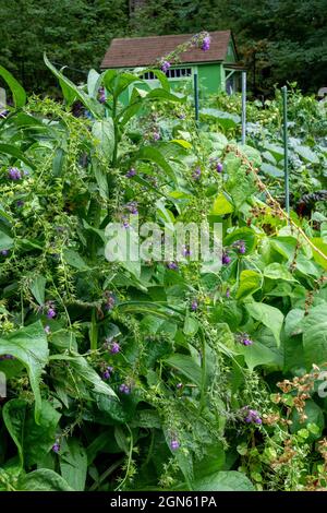 Issaquah, Washington, USA. Beinwell Kräuterpflanze in Blüte Stockfoto