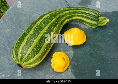 Issaquah, Washington, USA. Frisch geernteter großer italienischer Zucchini- und Patty-Pan-Squash, der auf einem alten Tisch ruht Stockfoto