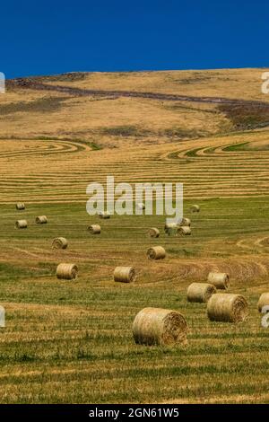 Hayfield auf den Hügeln bei Pomeroy, Washington State, USA Stockfoto