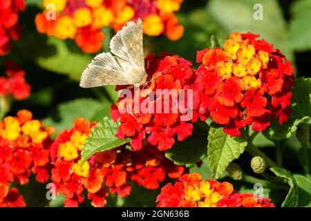 Motte auf Lantana Kamara Blume Spanische Flagge blüht oder West rote indische Flagge Stockfoto