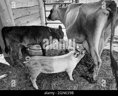 Schwein stillt von der Kuh, während das überraschte Kalb aufschaut Stockfoto