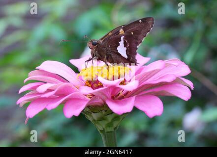 Silberfarbener Skipper auf rosa Blume Stockfoto