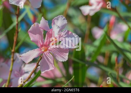 Rosa Blüten von Oleander Pflanze mit Sonnenlicht im Sommer im Freien gesehen Stockfoto