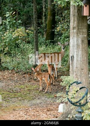 Die östliche Weißschwanzhirsche, Odocoileus virginianus, Hirsche und ihre beiden Rehkähne am Waldrand in der Pike Road Alabama, USA. Stockfoto