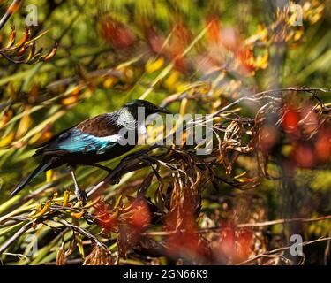 TUI, endemischer Singvögel Neuseelands, auf einer Flachspflanze, Profil Stockfoto