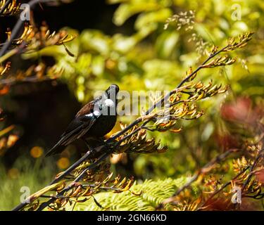 TUI, endemischer Singvögel Neuseelands, auf einer Flachspflanze, die auf die Kamera schaut Stockfoto