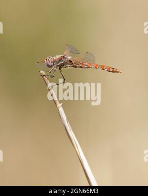 Bunte Meadowhawk (Erwachsener, Männlich), Fliege. Santa Clara County, Kalifornien, USA. Stockfoto