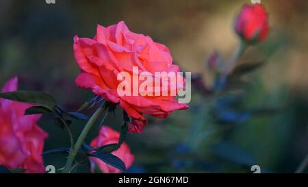 Rosa Tanostar Tropicana Hybrid-Teerose Stockfoto