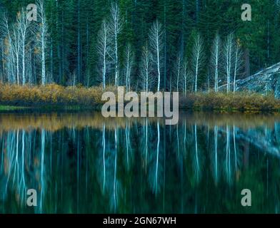 Aspen, Populus Tremula, Weiden, Gold Lake, Plumas National Forest, Kalifornien Stockfoto