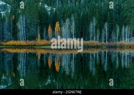 Aspen, Populus Tremula, Weiden, Gold Lake, Plumas National Forest, Kalifornien Stockfoto