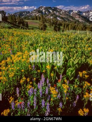Lupine, Paintbrush, Groundsel und Corn Lily, Stanislaus National Forest, Sierra Nevada, Kalifornien Stockfoto