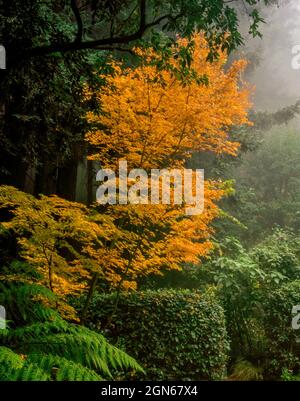 Japanischer Ahorn, Nebel, Fern Canyon Garden, Mill Valley CA Stockfoto