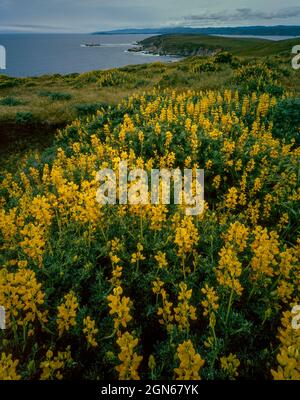 Yellow Tree Lupines, Tomales Point, Point Reyes National Seashore, Burton Wilderness, Marin County, Kalifornien Stockfoto