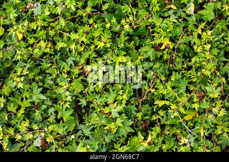 Nahaufnahme der Efeu-Pflanze Stockfoto