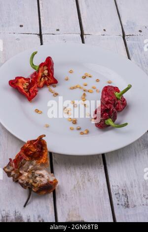 Das Sammeln von Samen aus Habanero-Chilischoten rettete Samen, die aus einer reifen Paprika entfernt wurden, die auf einen weißen Teller oder ein Tablett gelegt wurde Stockfoto