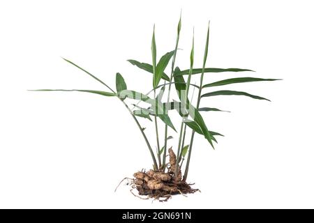 Frische Ingwerpflanze, wachsender Ingwer aus Rhizom oder Wurzel isoliert auf weißem Hintergrund, hausgemachte Kräuter- und Aromapflanze Stockfoto