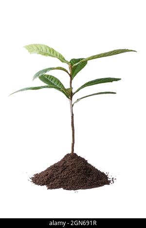 Die Loquatbaumpflanze mit Erde, kommerziell für ihre Orangenfrüchte und Blätter für Kräutertee angebaut, Zierpflanze isoliert auf weißem Hintergrund Stockfoto