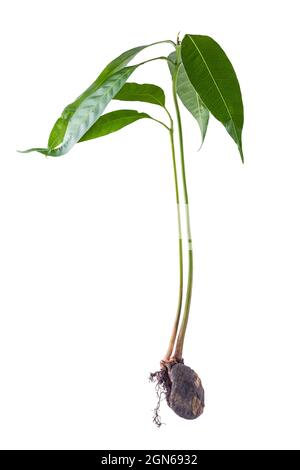 Mangobaumpflanze, die aus einem Samen oder Keimling wächst, ganze Pflanze mit grünen Blättern, Samen und Wurzeln, gekeimter Samen isoliert auf weißem Hintergrund Stockfoto