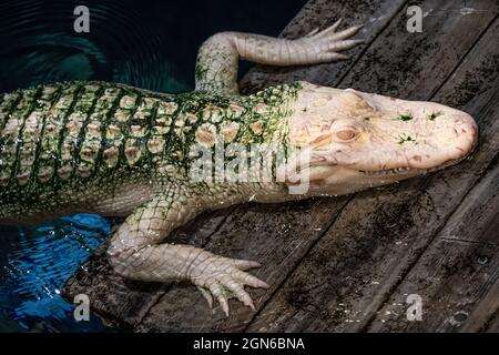 Albino American Alligator in der Gator Crossing Ausstellung im River Scout Abschnitt des Georgia Aquarium in der Innenstadt von Atlanta, Georgia. (USA) Stockfoto