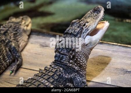 Junge amerikanische Alligatoren in der Gator Crossing Ausstellung im River Scout Abschnitt des Georgia Aquarium in der Innenstadt von Atlanta, Georgia. (USA) Stockfoto