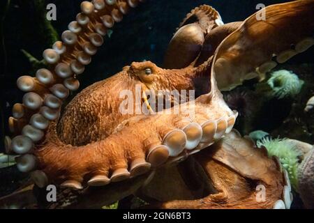 Riesiger Pazifischer Oktopus (Enteroctopus dofleini) im Georgia Aquarium in der Innenstadt von Atlanta, Georgia. (USA) Stockfoto