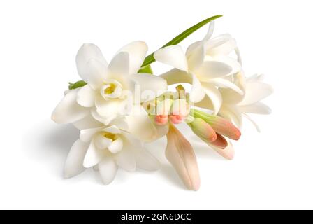 Agave amica, früher Polianthes tuberosa oder tuberose. Isoliert auf weißem Hintergrund. Vollständige Feldunterabteilung. Stockfoto