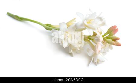 Agave amica, früher Polianthes tuberosa oder tuberose. Isoliert auf weißem Hintergrund. Stockfoto