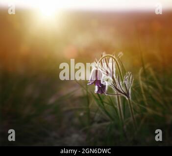 Selektiver Fokus der kleinen Pasqué-Blume auf einem Feld gegen einen schönen Sonnenuntergang Stockfoto