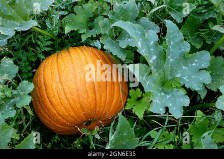 Orange große Kürbis mit grünen Blättern auf Gartenbeet auf Busch im Garten. Frisches Gemüse auf dem Bauernhof, Ernte in Bio-Bauernhof Stockfoto