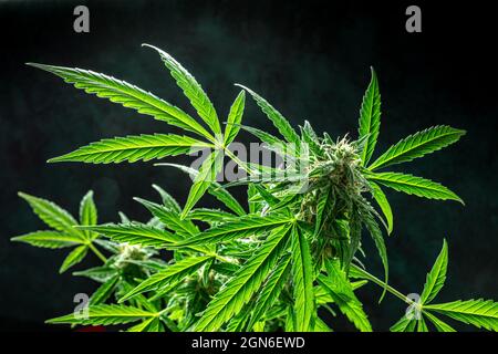 Cannabis, Marihuanapflanze, Hintergrund mit lebendigen Blättern und blühenden Blumen. Anbau von medizinischem Cannabis Stockfoto