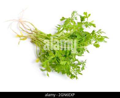 Gartenkresse, Lepidium sativum, ist bekannt als Senf und Kresse, Paprikakresse, Pfefferkraut, Pfeffergras oder Pfeffer des armen Mannes. Isoliert. Stockfoto