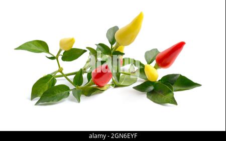 Kleine scharfe rote Chili isoliert auf weißem Hintergrund. Stockfoto