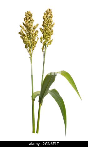 Sorghum bicolor, gemeinhin Sorghum genannt und auch bekannt als große Hirse, Durra, Jowari, Jowar oder milo. Isoliert. Stockfoto