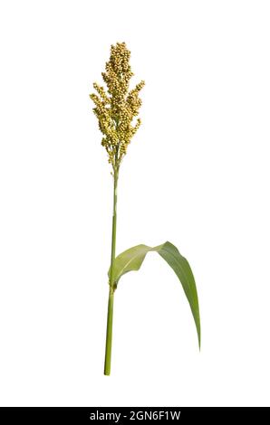 Sorghum bicolor, gemeinhin Sorghum genannt und auch bekannt als große Hirse, Durra, Jowari, Jowar oder milo. Isoliert. Stockfoto