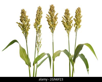 Sorghum bicolor, gemeinhin Sorghum genannt und auch bekannt als große Hirse, Durra, Jowari, Jowar oder milo. Isoliert. Stockfoto