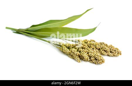 Sorghum bicolor, gemeinhin Sorghum genannt und auch bekannt als große Hirse, Durra, Jowari, Jowar oder milo. Isoliert. Stockfoto