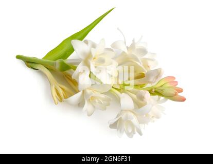 Agave amica, früher Polianthes tuberosa oder tuberose. Mit Parfümflasche. Isoliert auf weißem Hintergrund. Stockfoto