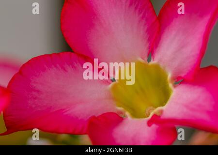 Nahaufnahme von adenium-Blüten mit einer purpurroten dominanten Farbe, der Stempel und seine Umgebung sind gelb Stockfoto