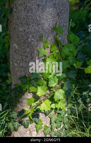 Nahaufnahme von englischen Efeu-Blättern und Reben, die unter dem strahlenden Sonnenlicht den Stamm eines Baumes aufwachsen Stockfoto