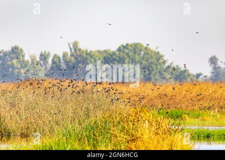 Baum Schwalben (Tachycineta bicolour) auf einem Power Kabel am Merced National Wildlife Refuge im Central Valley in Kalifornien roost Stockfoto