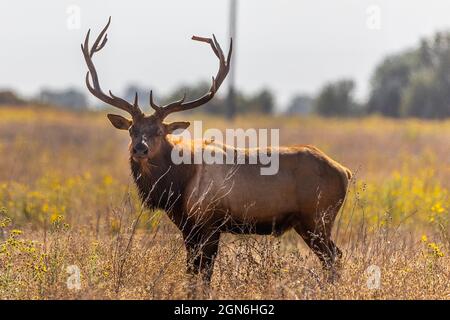 Tule Elk im San Luis National Wildlife Refuge im Central Valley in Kalifornien Stockfoto