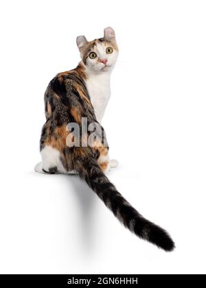 American Curl Kurzhaar-Katze mit erstaunlicher Punktmuster, die rückwärts am Rand sitzt und den Schwanz nach unten haniert. Blick über die Schulter zur Kamera. Isoliertes o Stockfoto