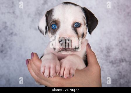 Louisiana Catahoula Leopard Dog Welpe an den Händen Stockfoto