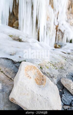 Trace d'ammonite dans un bloc calcaire devant les falaises du Cap Blanc-nez sous la glace, Frankreich, Côte d'opale, hiver Stockfoto