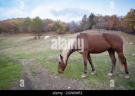 Wilde Pferde wie Mustang grasen auf Wiesen vor dem Hintergrund des schönen Waldes, die Sonne untergeht, warmer Sommerabend. Stockfoto