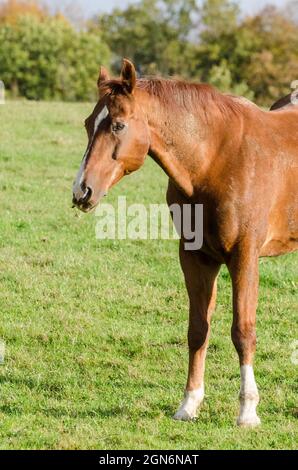 Braunes Warmblutpferd (Equus ferus caballus), das auf einer Weide auf dem Land in Deutschland, Europa, steht Stockfoto